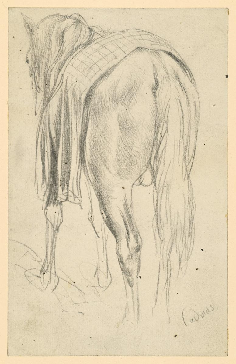 Pferd mit Decke, von hinten und von der Seite gesehen