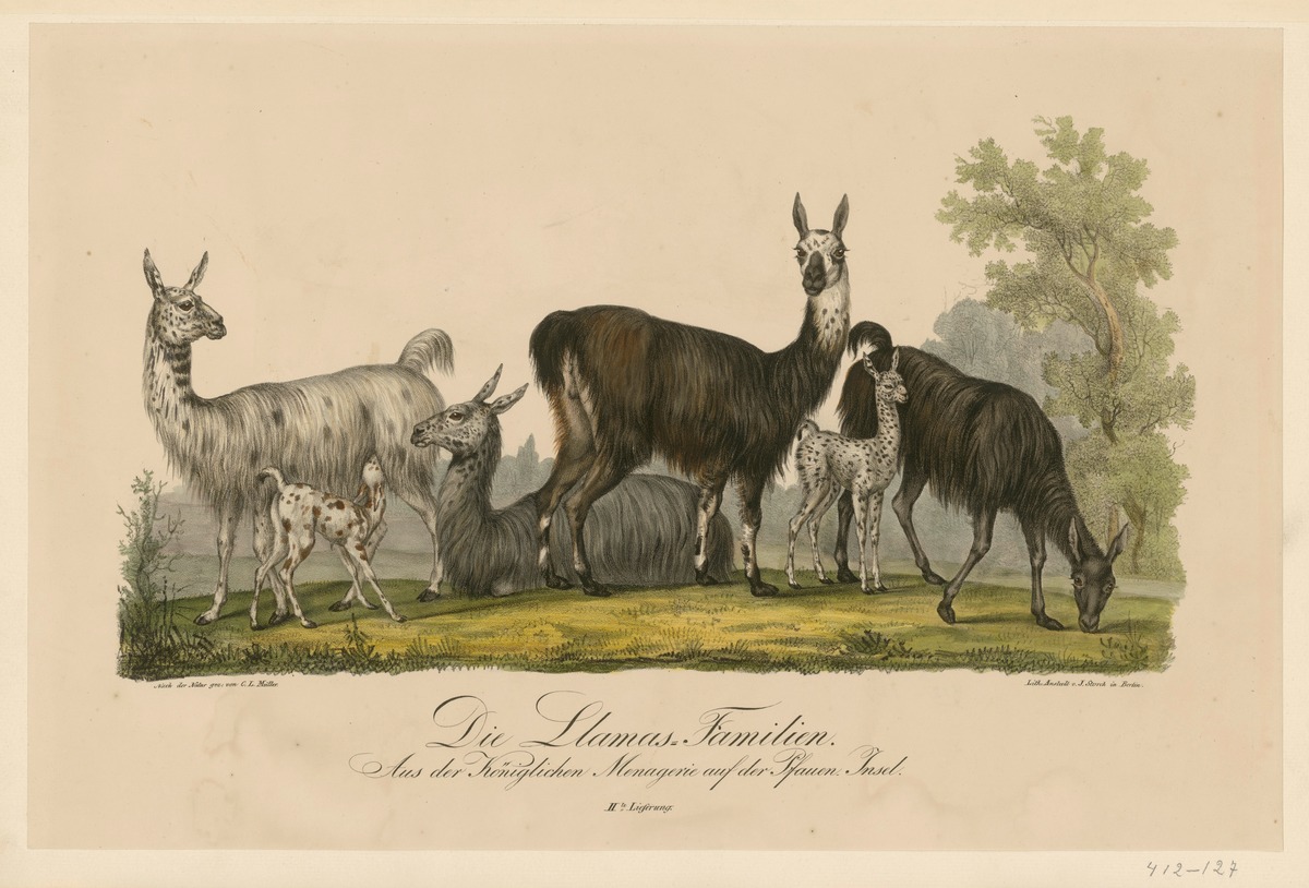 Die Lama-Familien. Aus der Königlichen Menagerie auf der Pfauen-Insel
