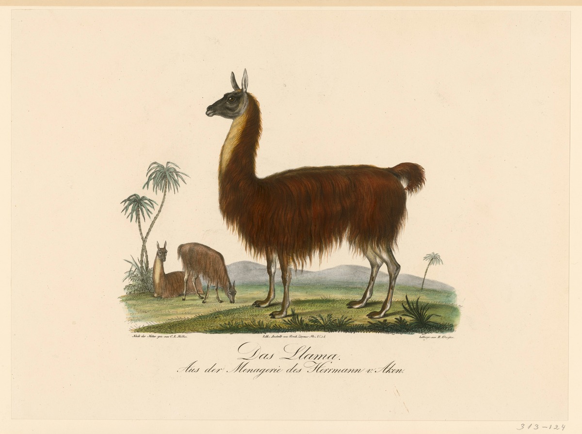 Die Lama-Familien. Aus der Menagerie des Hermann von Aken