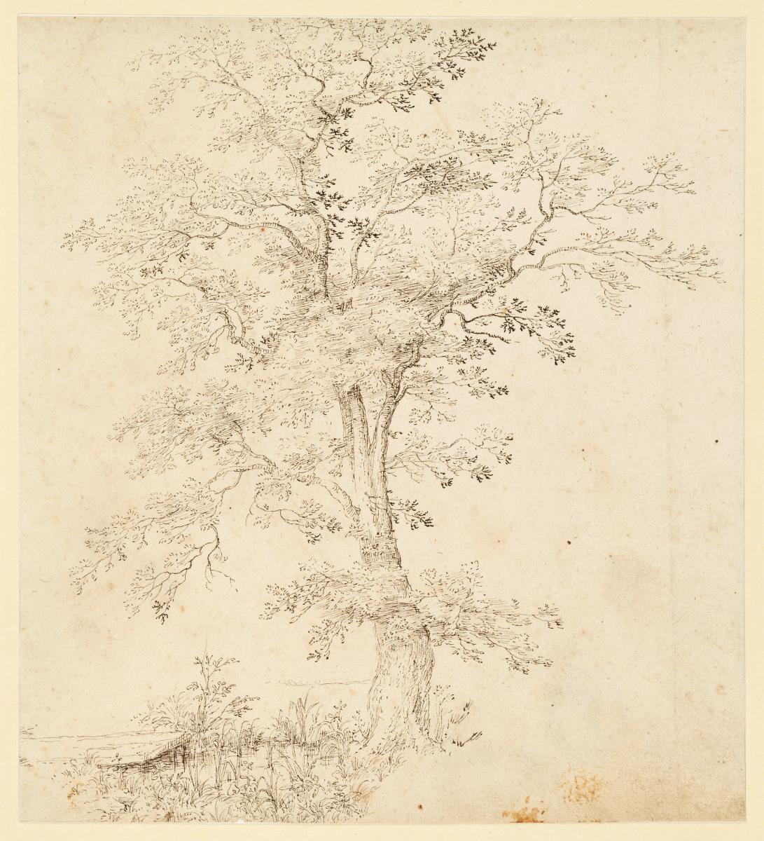 Baum am Rand eines Tümpels