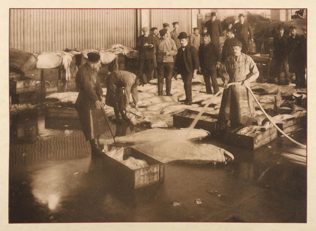 Die Fischauktionshalle (aus dem Album "Hamburg: Land und Leute der Niederelbe")