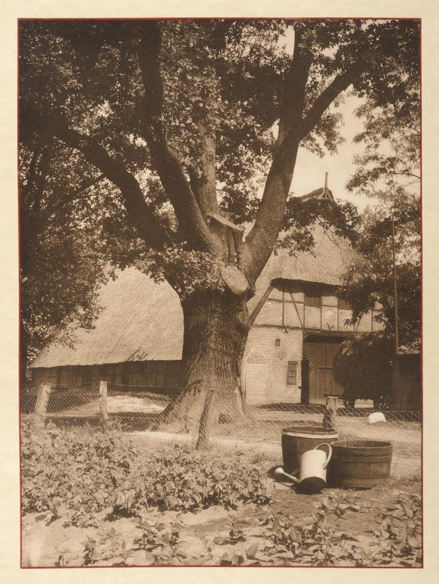 Alsterdorf. Alte Eiche (aus dem Album "Hamburg: Land und Leute der Niederelbe")