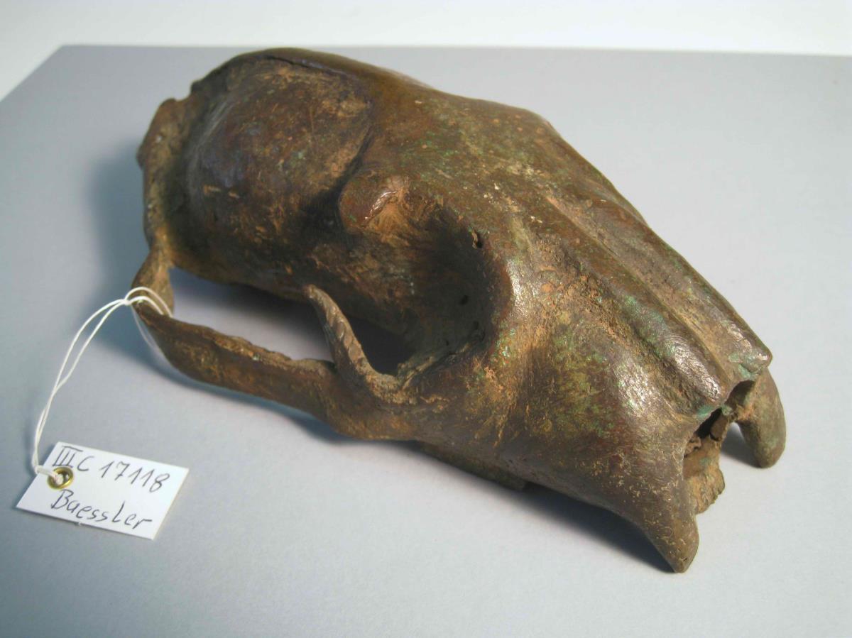 Leopardenschädel