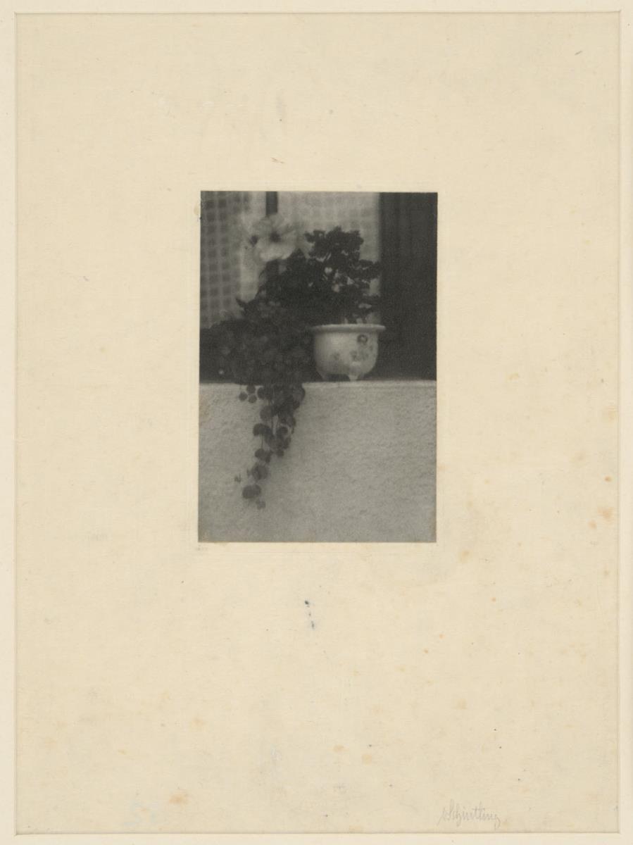 Blumen vor dem Fenster