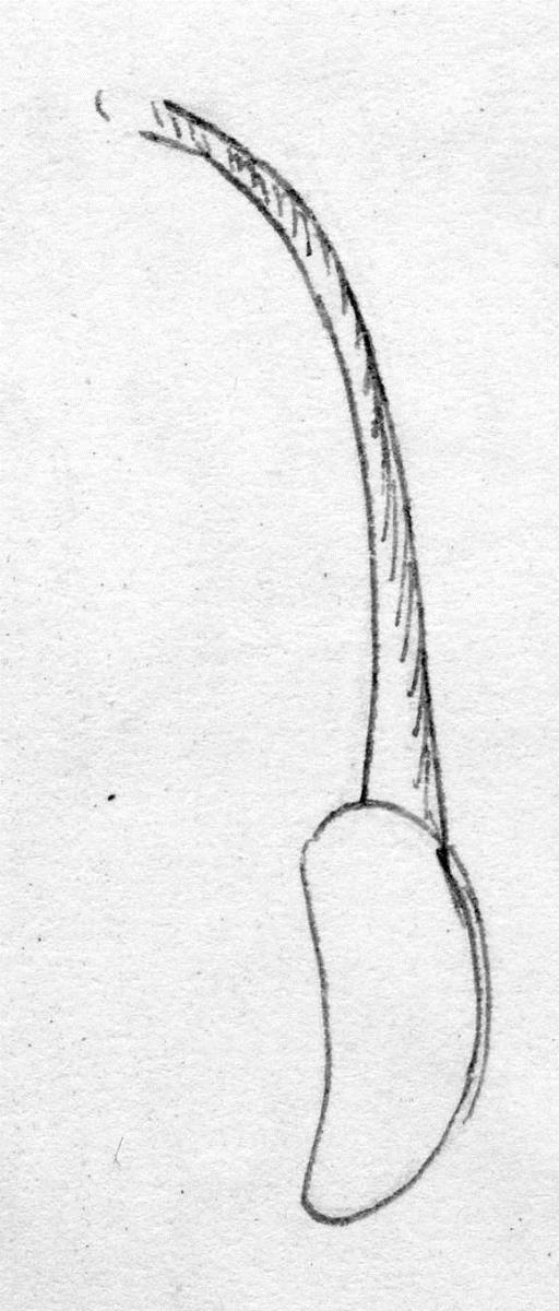 Fragment eines Schalenhenkels