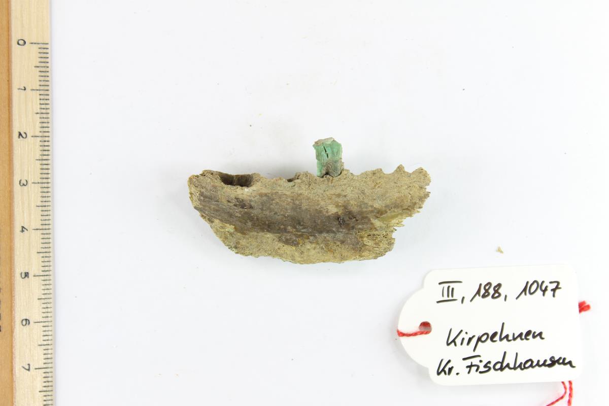 Kiefer-Fragment mit Zahn-Fragment