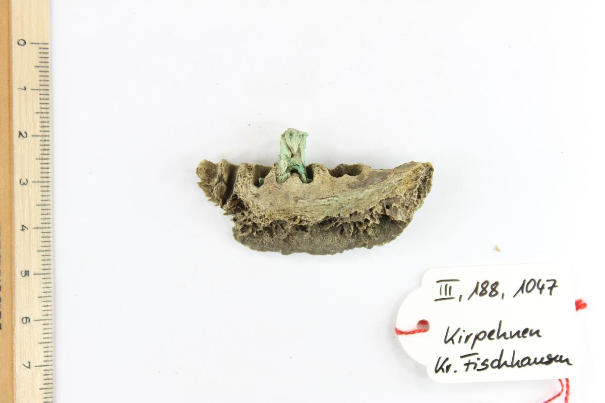 Kiefer-Fragment mit Zahn-Fragment
