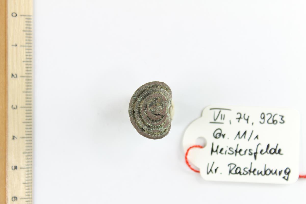 Fibelfragment
