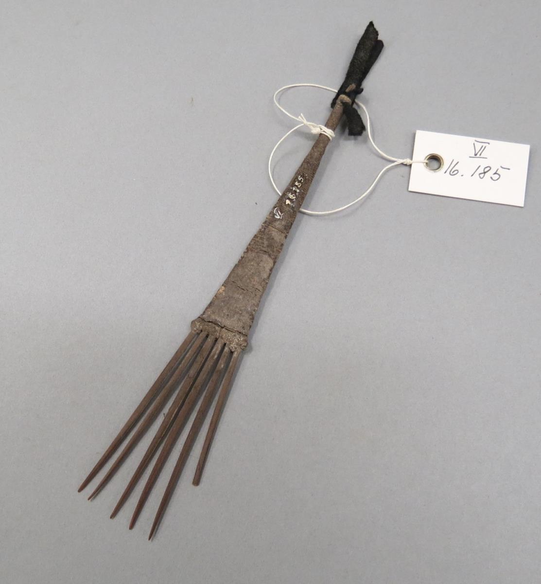 longo (laut Thilenius)