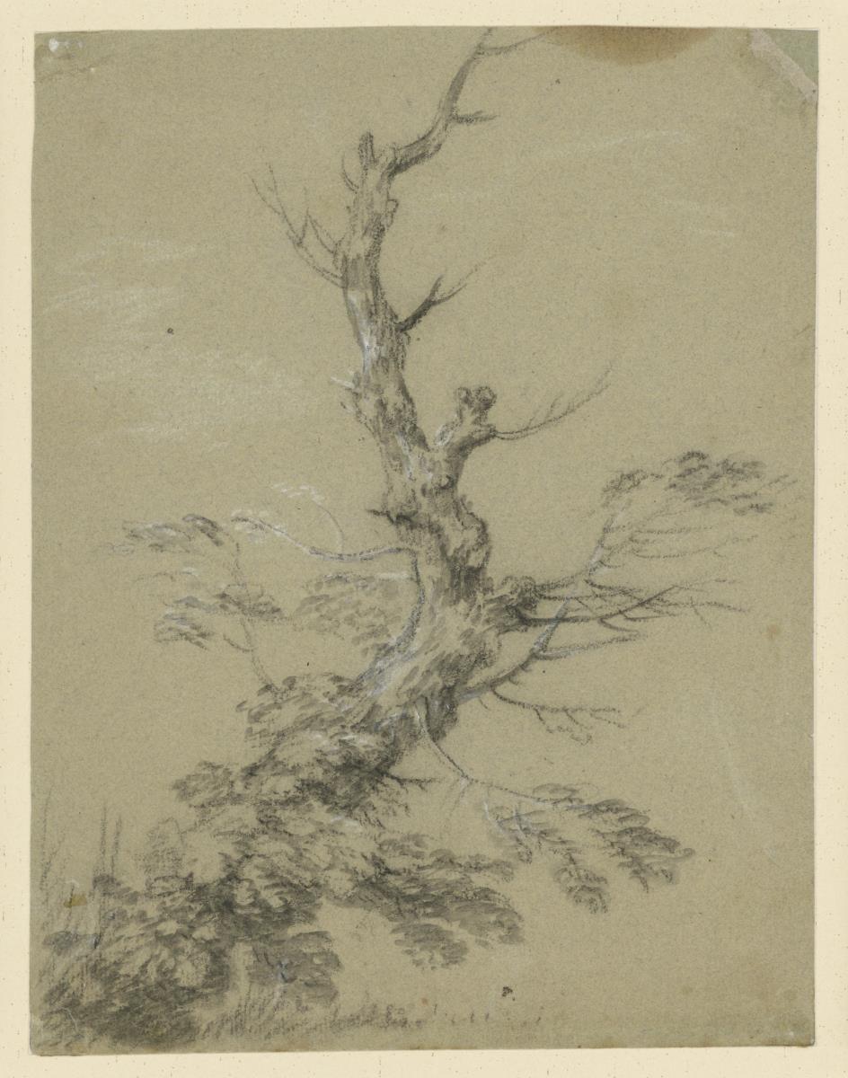 Absterbender Baum