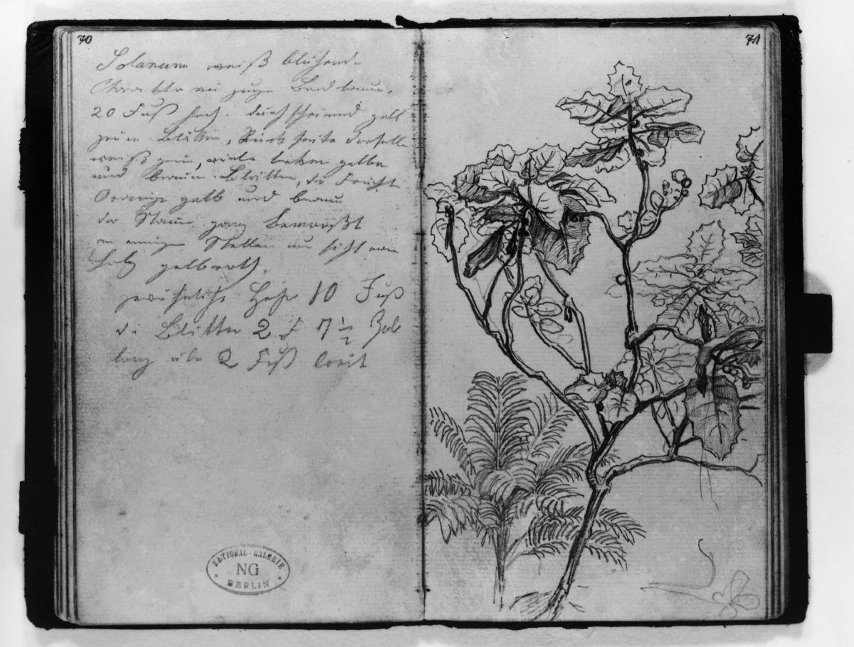 Solanum