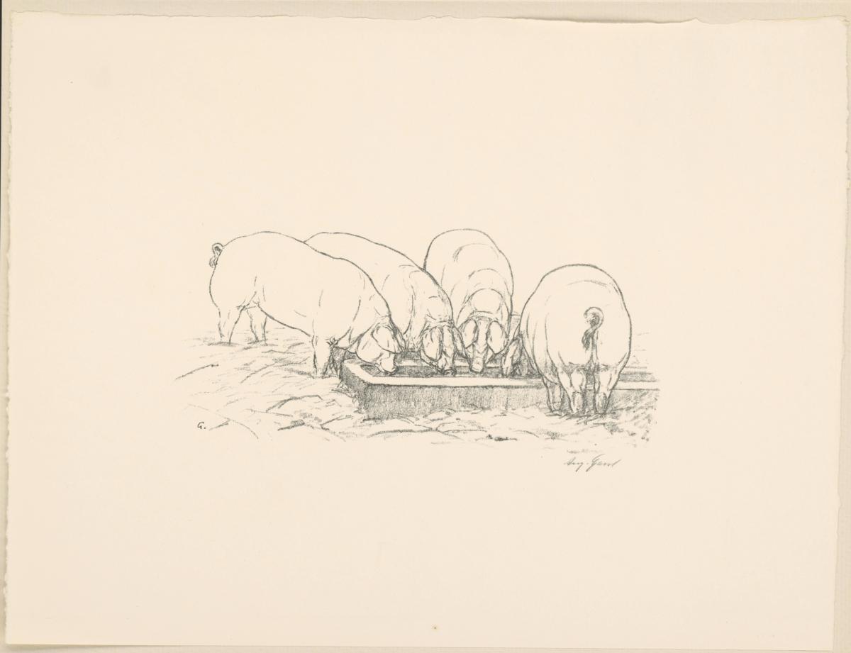Schweine (aus: Vom Fressen der Tiere)