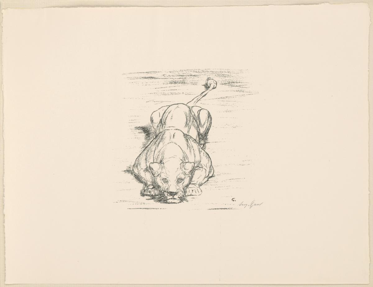 Löwin (aus: Vom Fressen der Tiere)