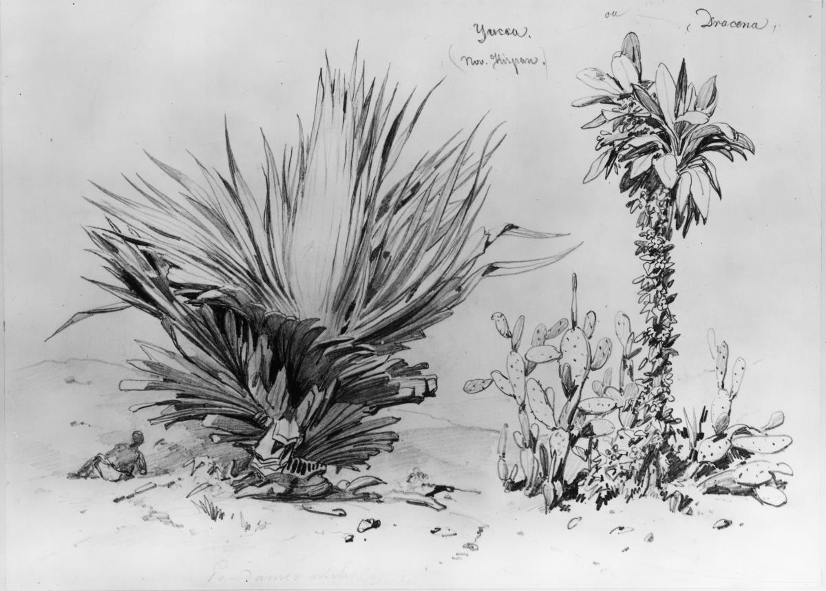 Pflanzenstudien (Yucca-Palme, Drachenbaum)