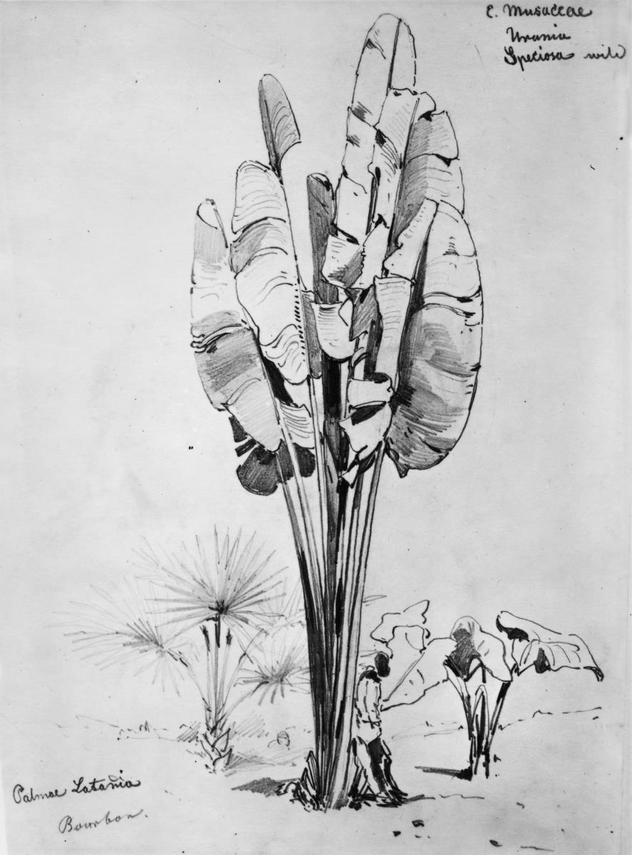 Pflanzenstudien (Palma Latania, Musacea - Bananenstaude, Urania speciosa, Willd. - Baum der Reisenden)