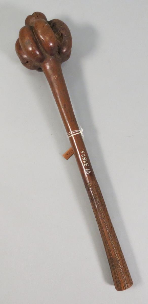 iula drisia