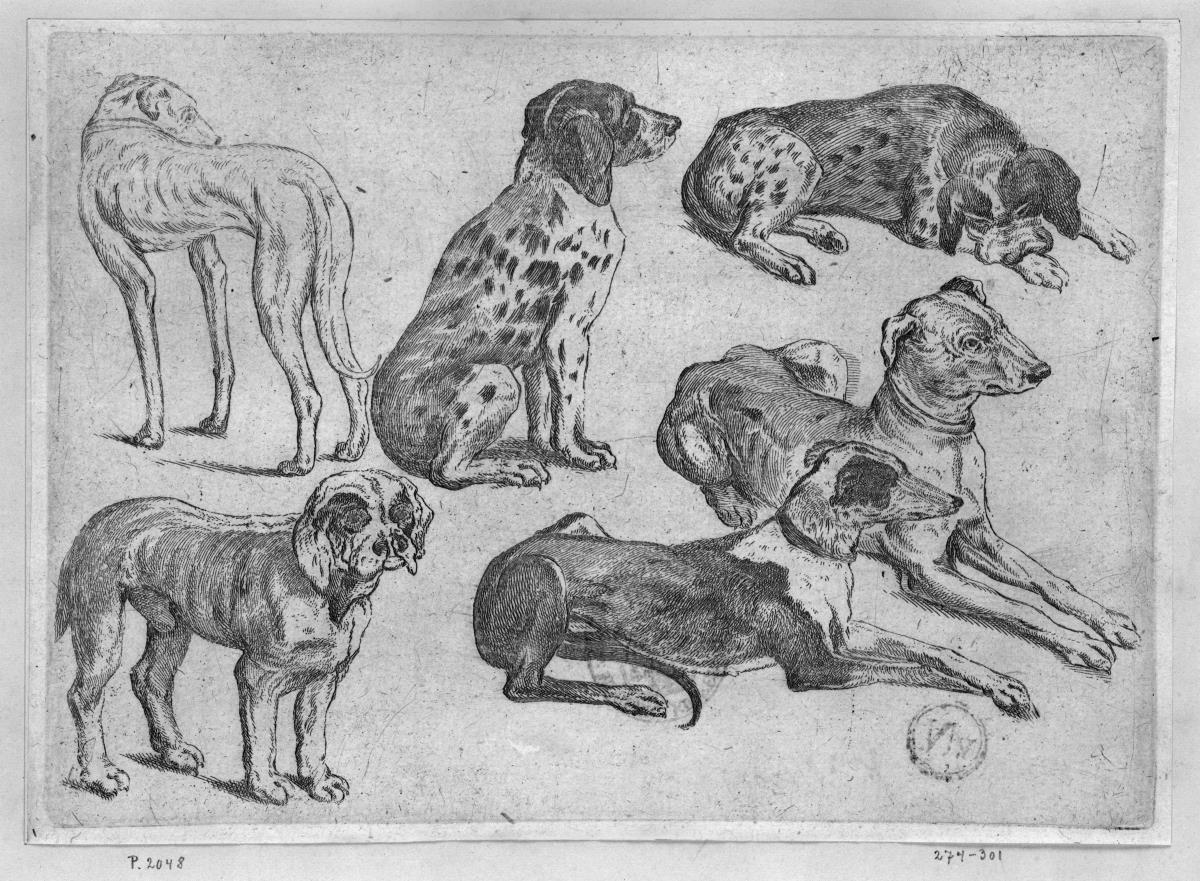 Sechs Jagdhunde