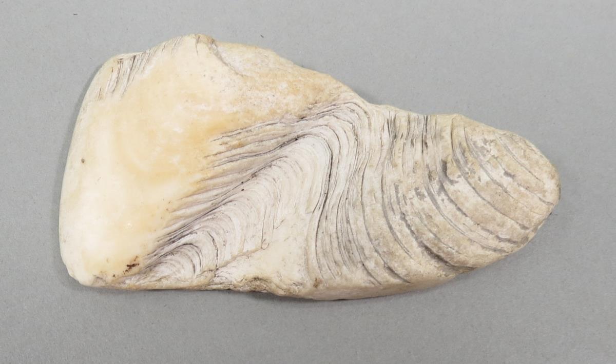 Toki Talai Foliki