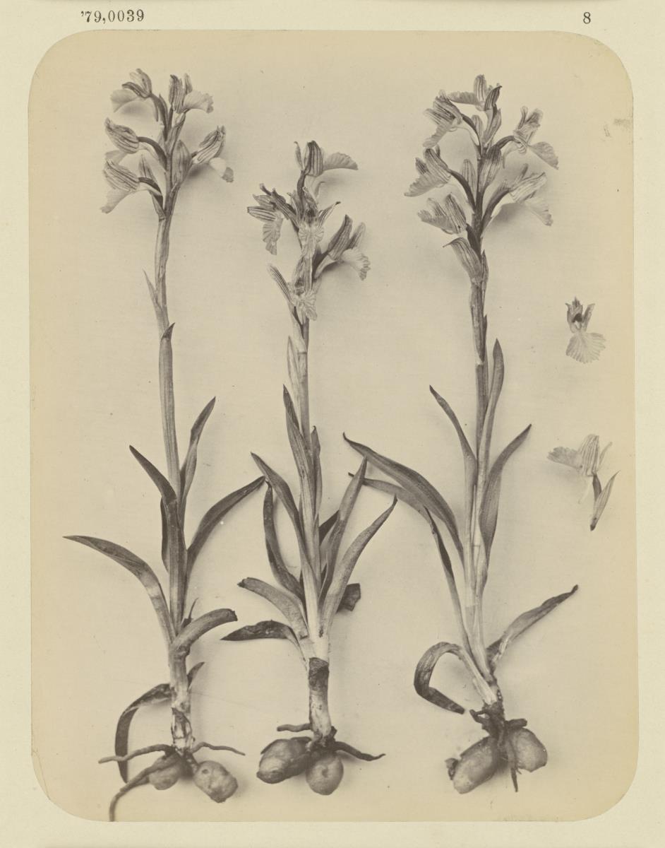 Orchis papilis nucea