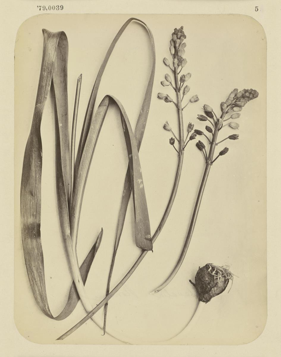 Ballevalia romana