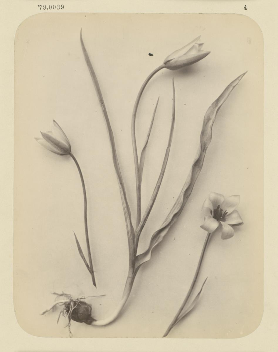 Tulipa ansiana