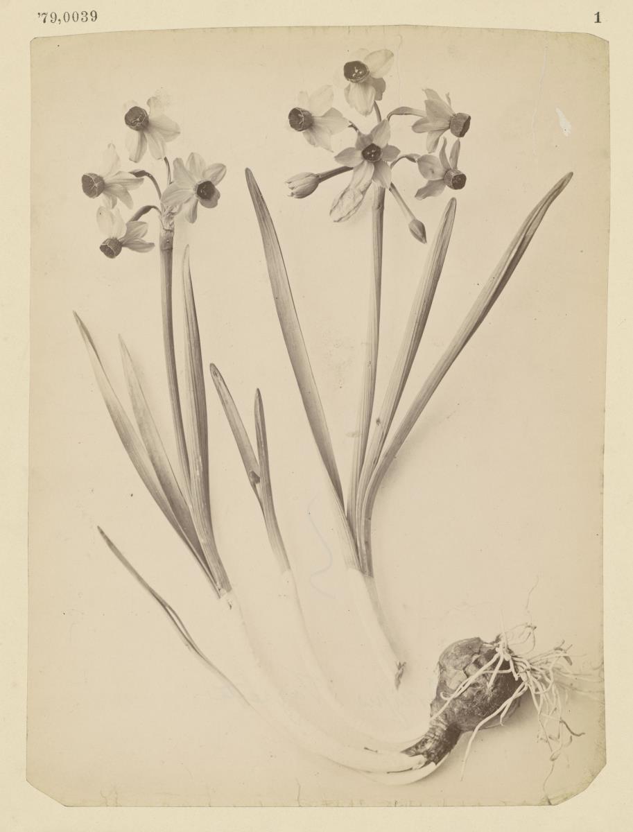 Narcissus tazzetus