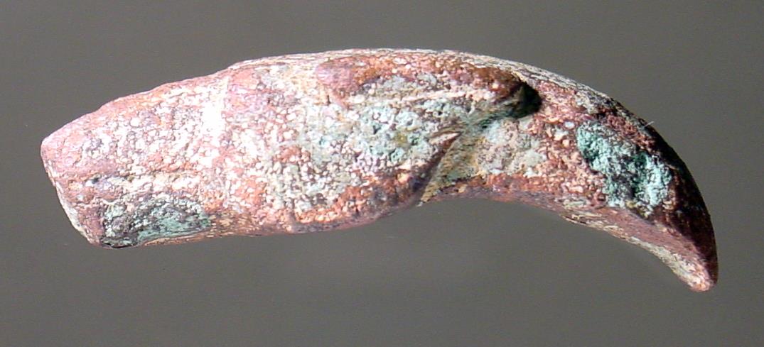 Flacher Vogelkopf mit großen Augen und stark gekrümmtem, großem Schnabel (nach rechts; in Wirklichkeit aber ein Hundekopf nach links)