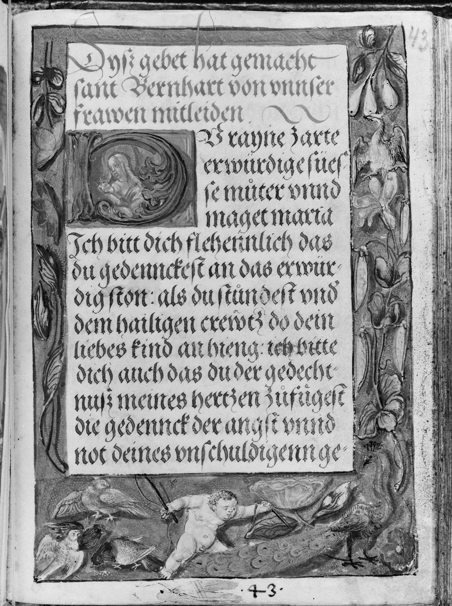 Gebetbuch des Matthäus Schwarz. Textseite, in der Umrandung Putto, numeriert 43, sowie Pfau, Vögel und Pflanzen