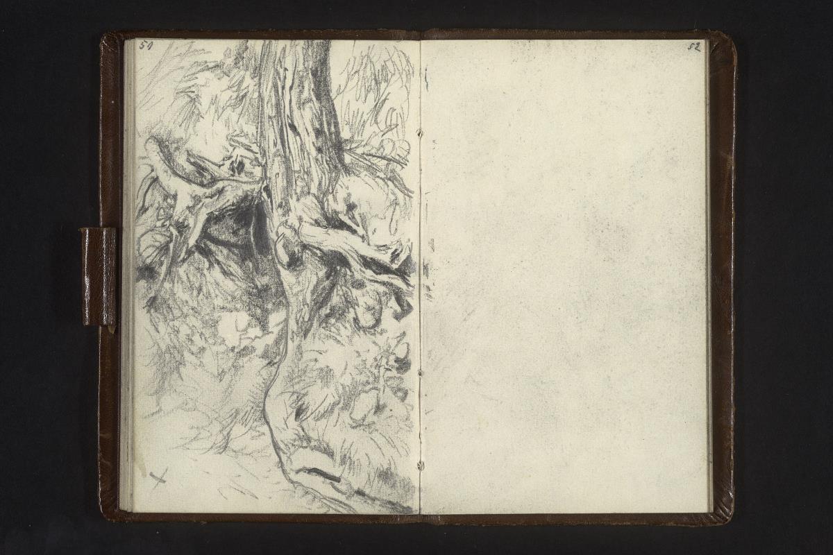 In Felsgestein verwurzelter Baum