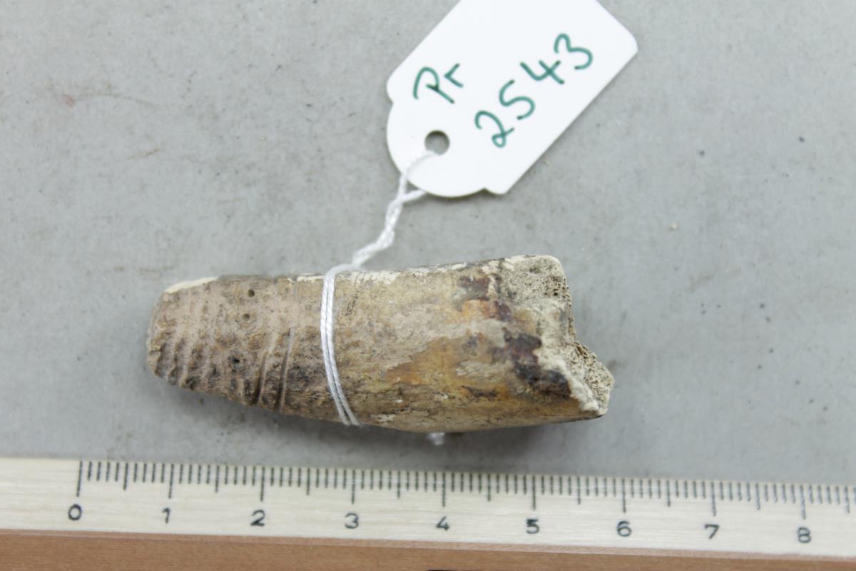 Trensenknebelfragment