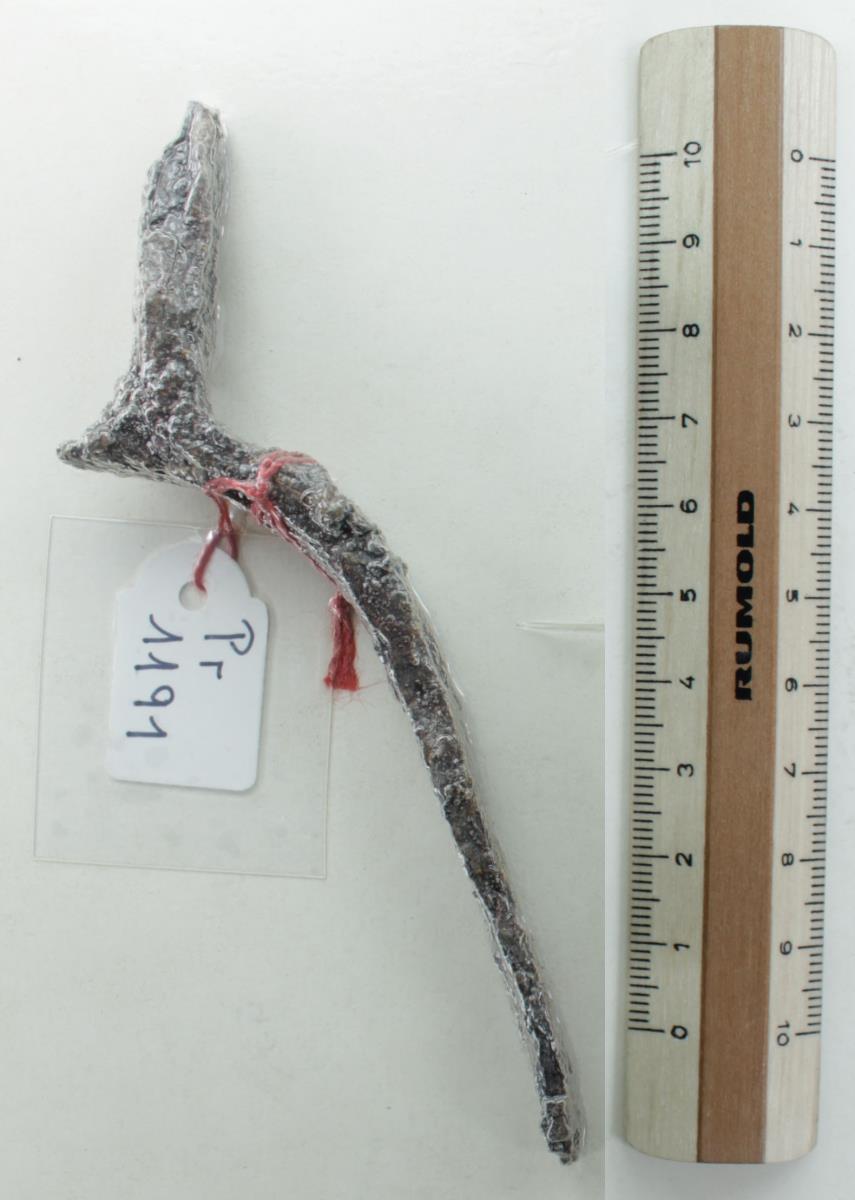 Stachelsporn
