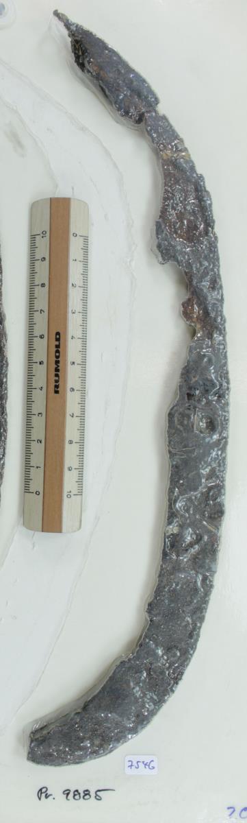 Winkelsichel