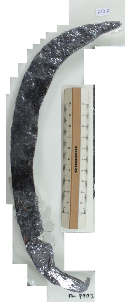 Winkelsichel