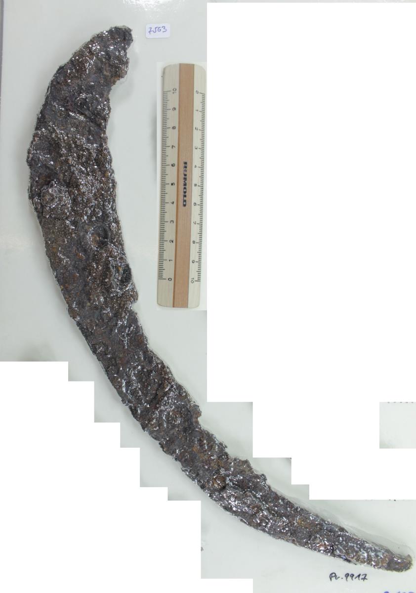 Winkelsichel