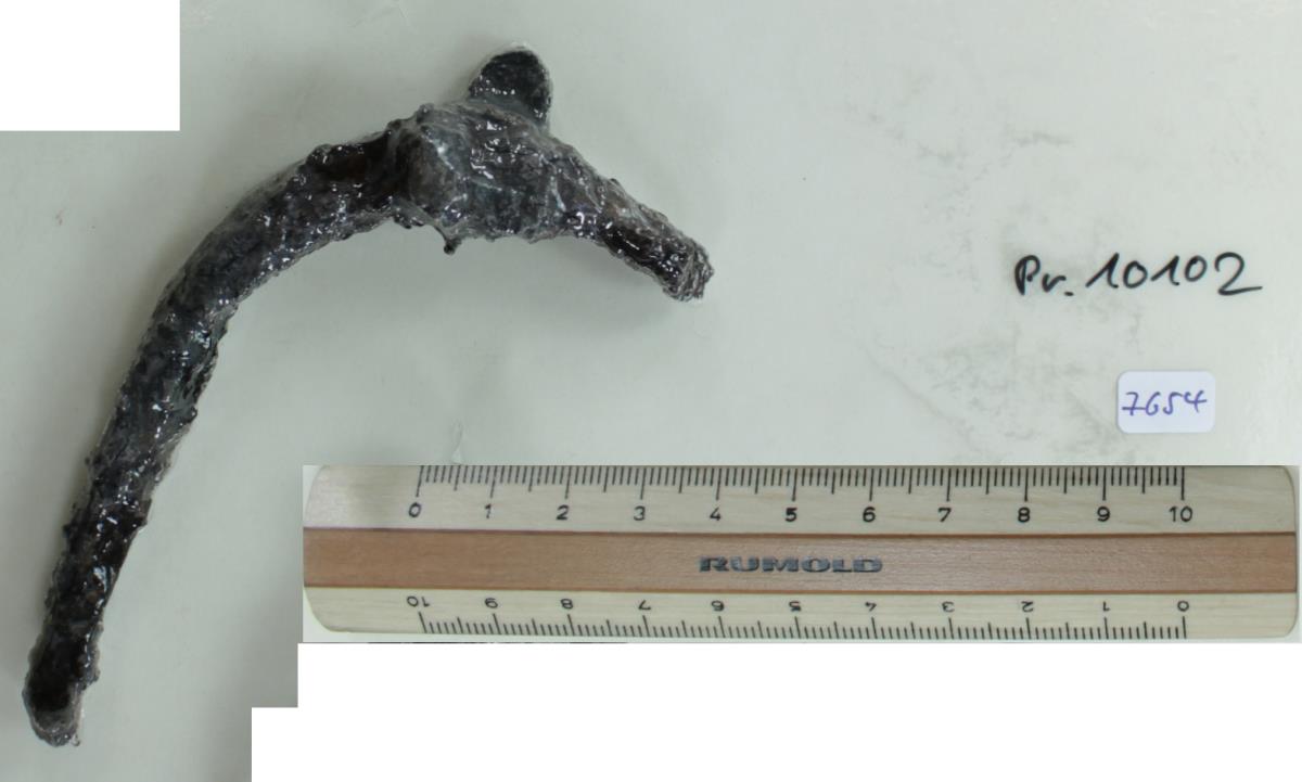 Stachelspornfragment