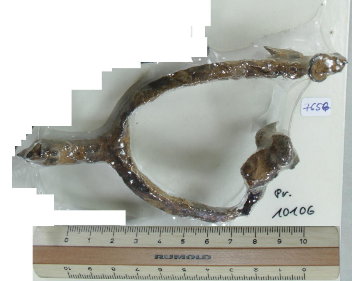 Radsporn