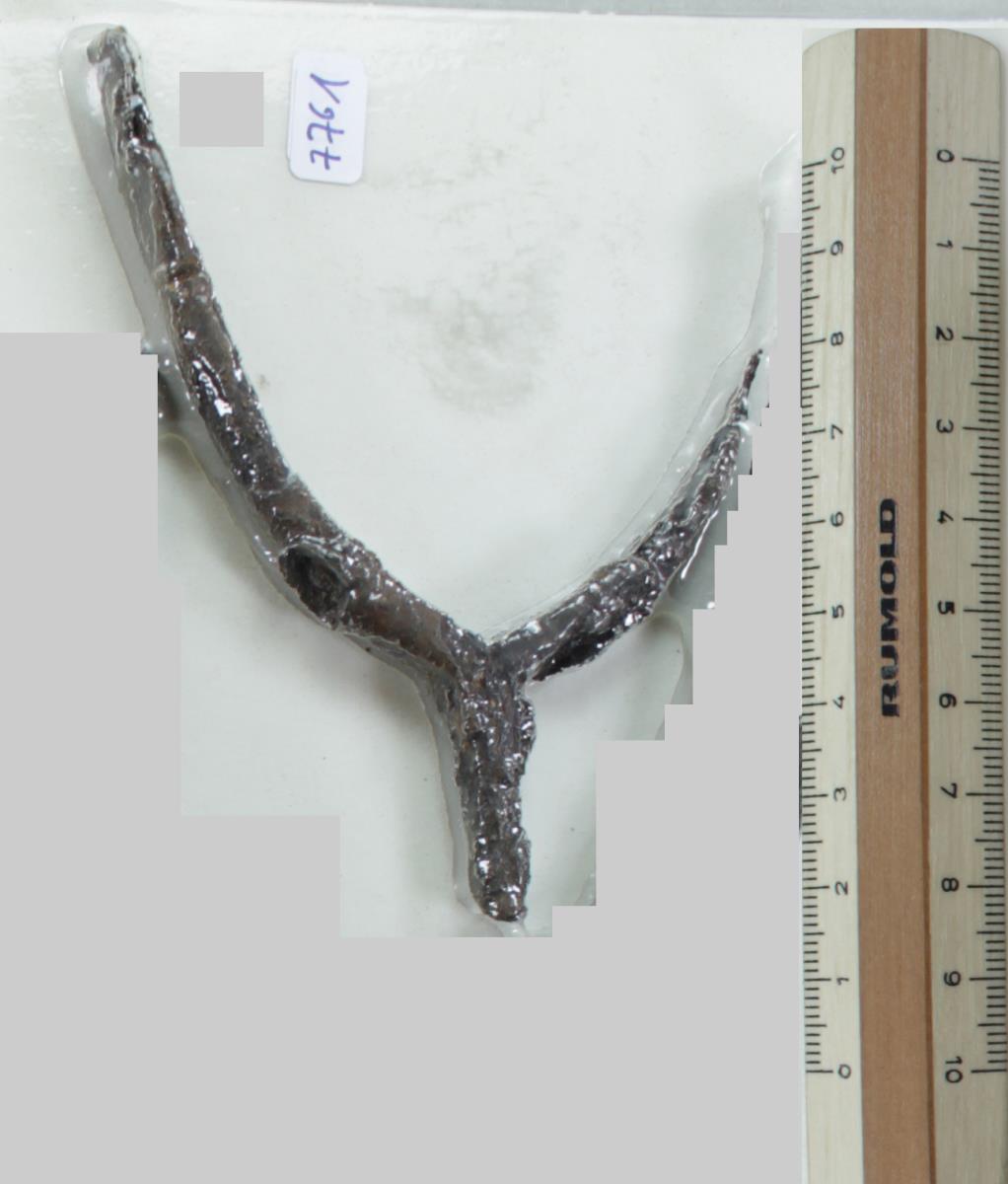 Stachelsporn