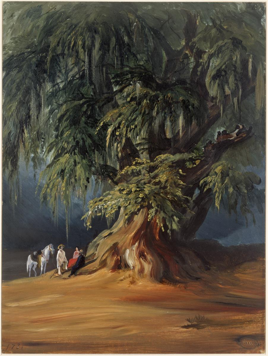 Der Ahuehuete-Baum von San Juan Teotihuacan