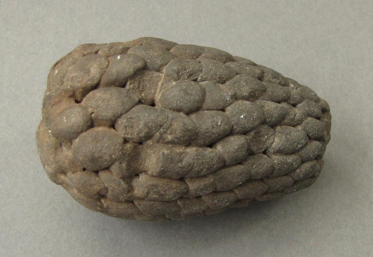 Maiskolben