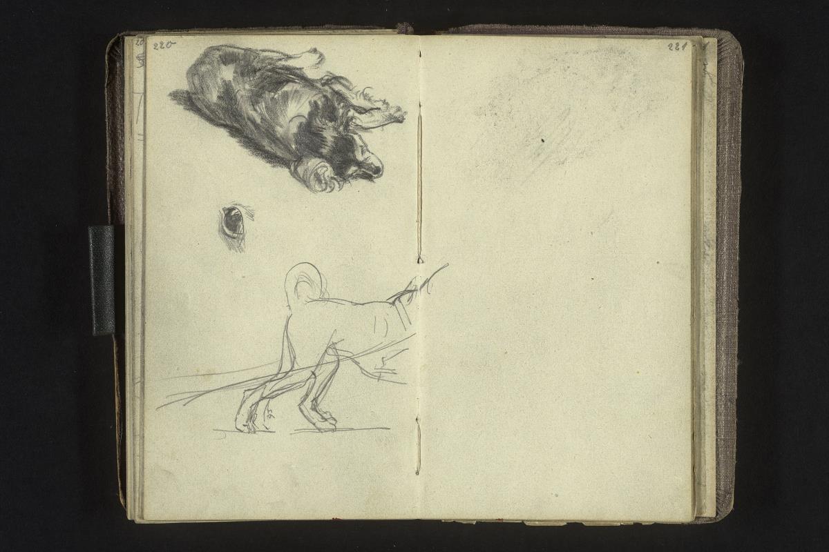 Schlafender Hund, Auge, Ziehhund