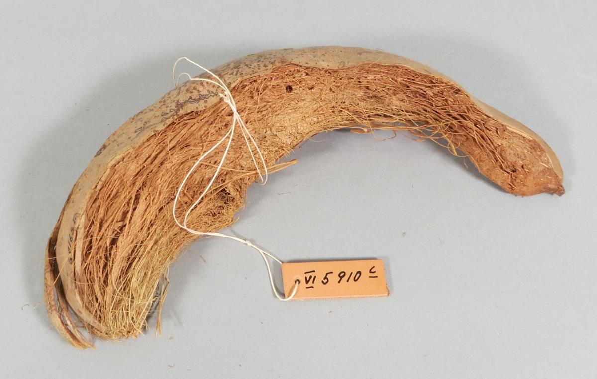 mamoj