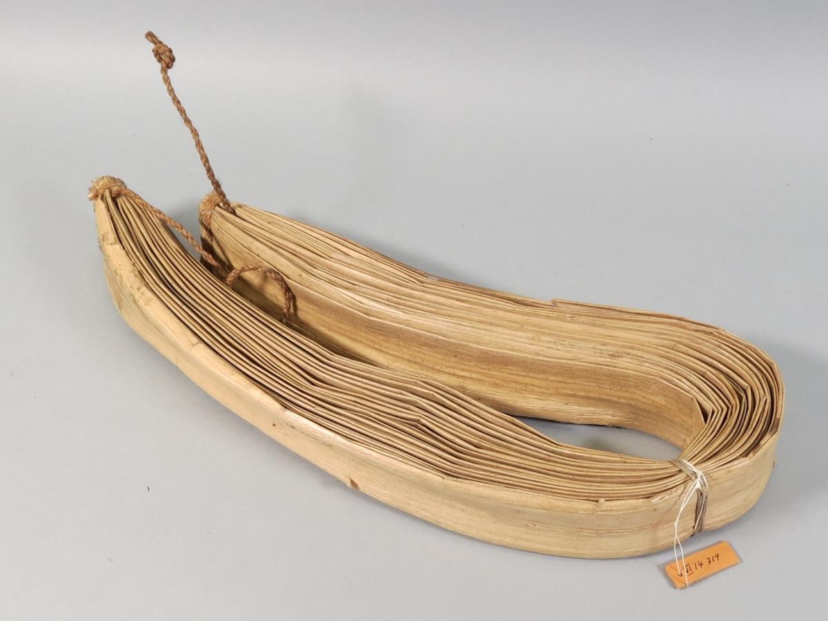 kangur