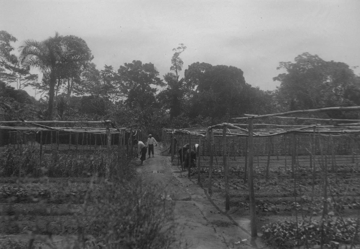Gemüsegarten in Duala.
