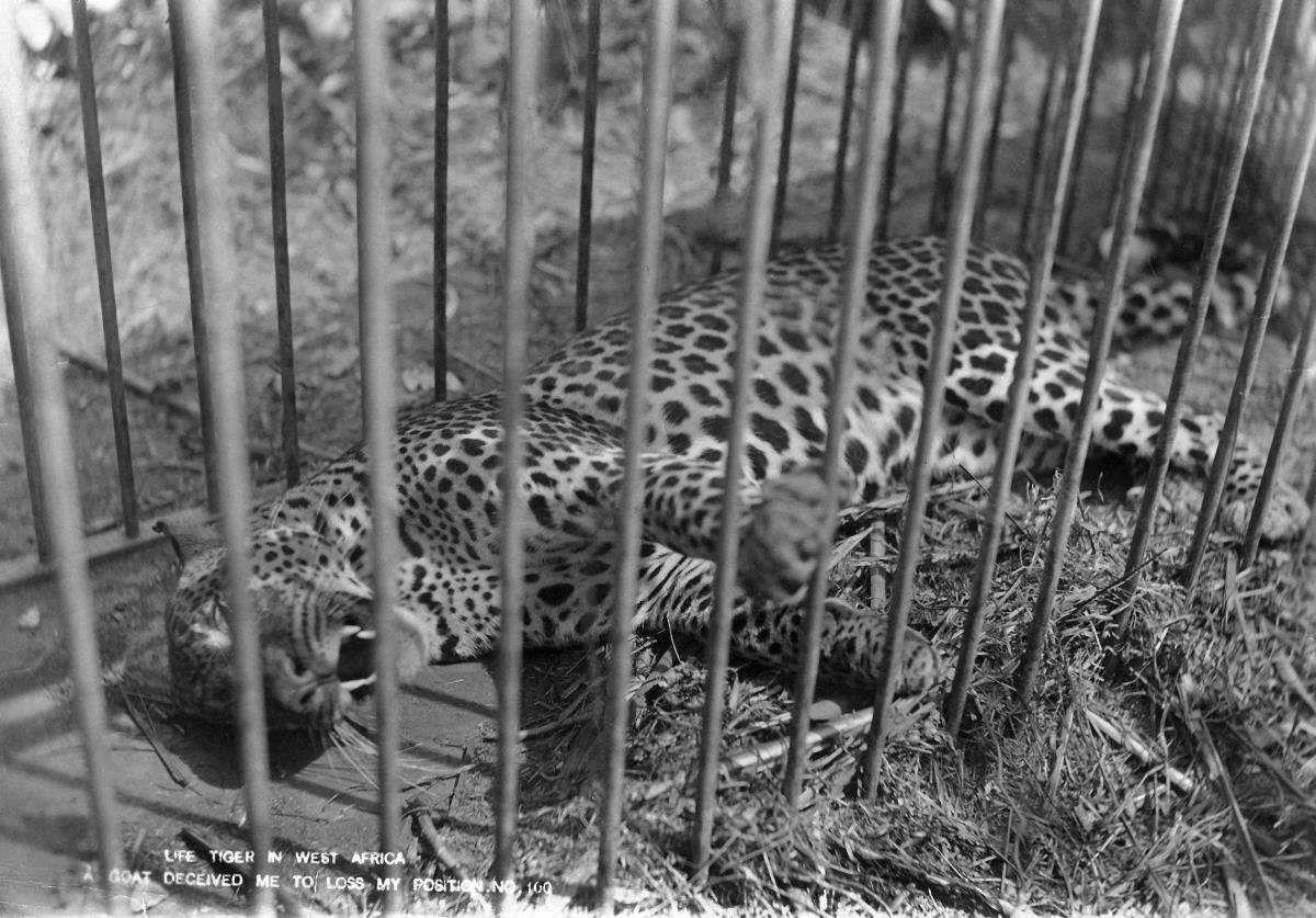 Leopard im Käfig