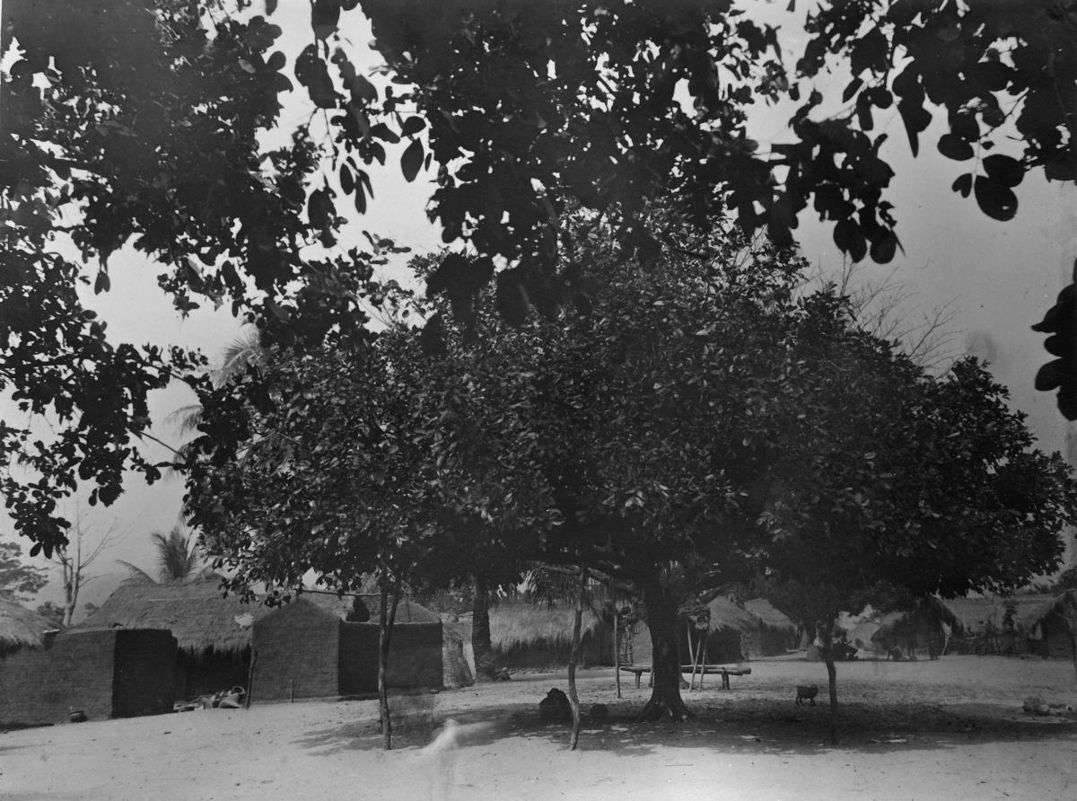 Roko - Baum