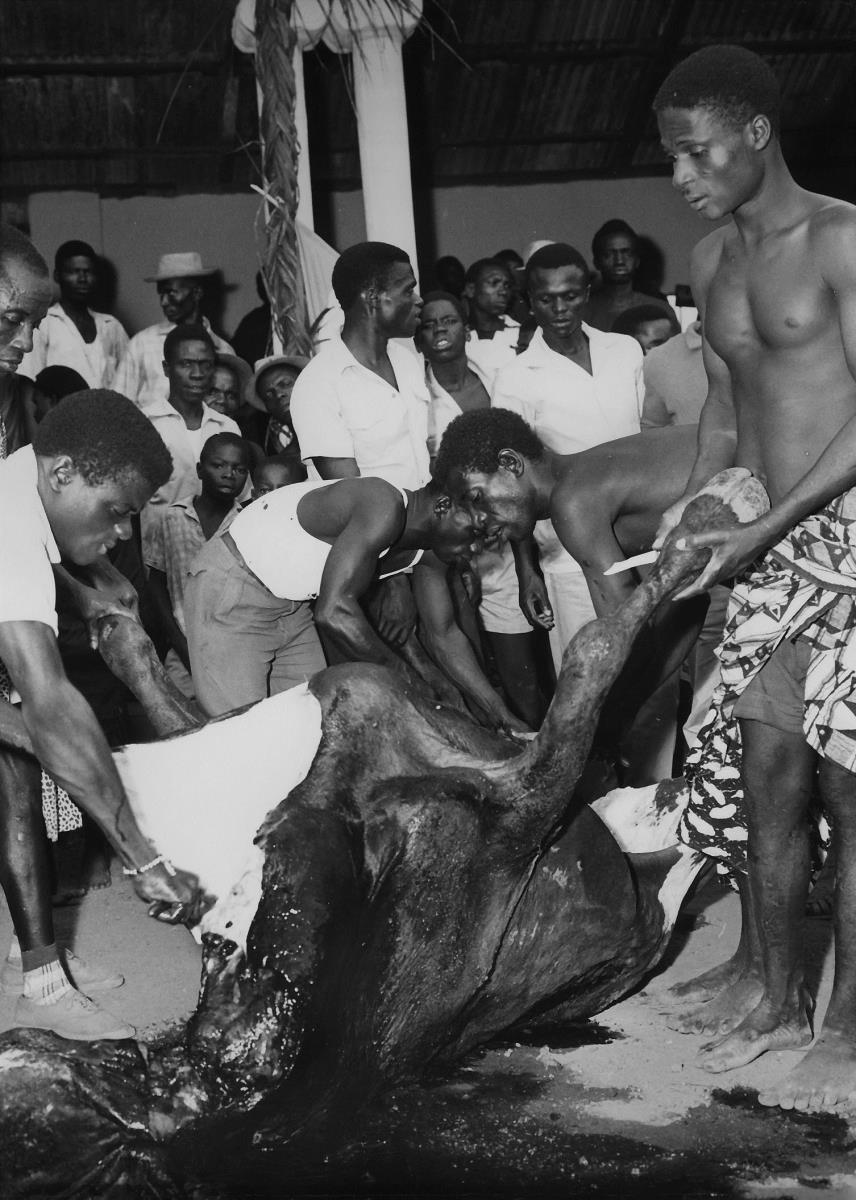 Abengourou. Fête des Ignames. Un boeuf est immolé