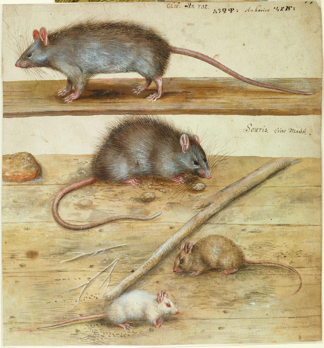Ratten und Mäuse