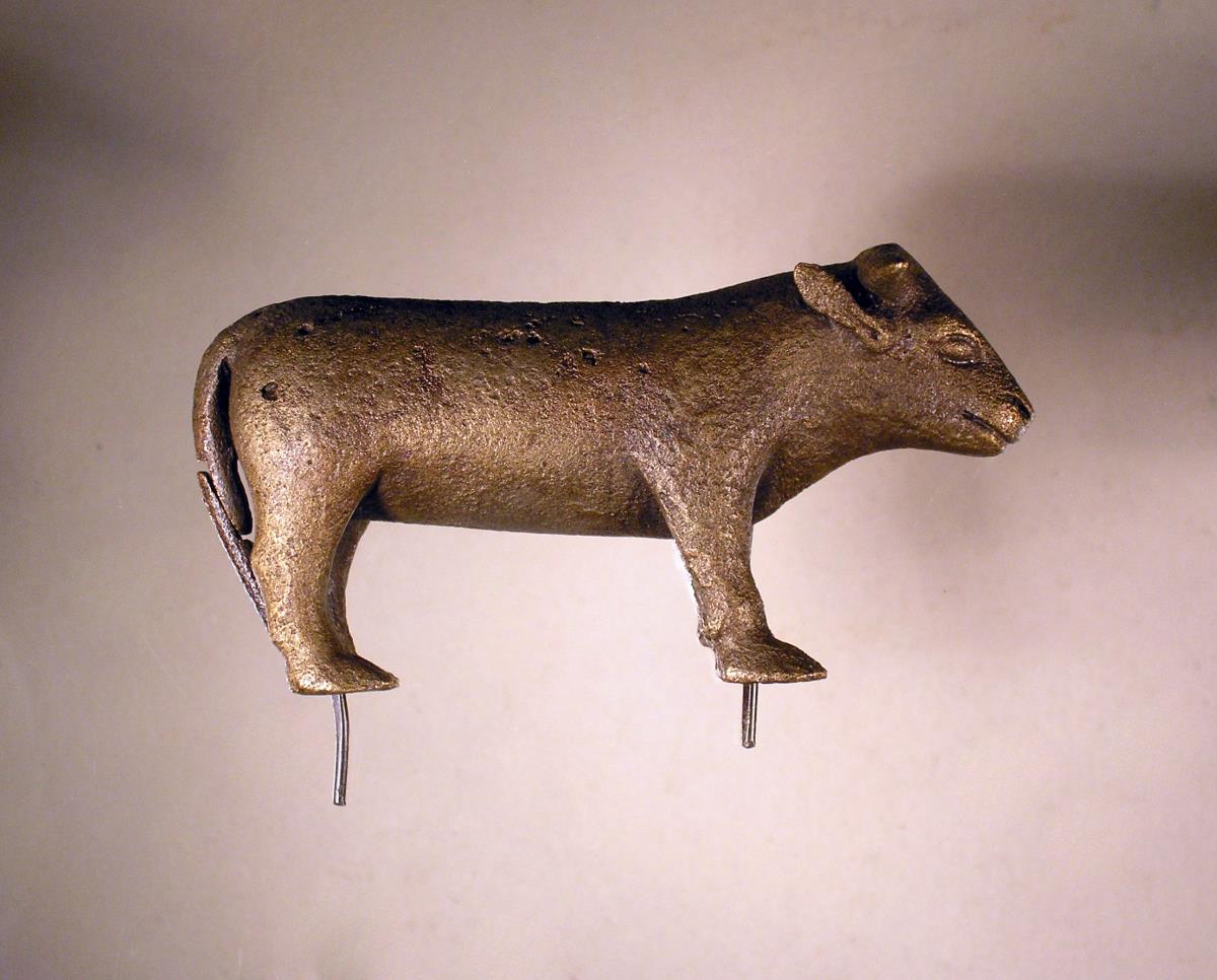 Rind (Stier)