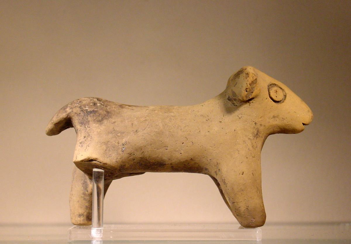 Rind (Stier)