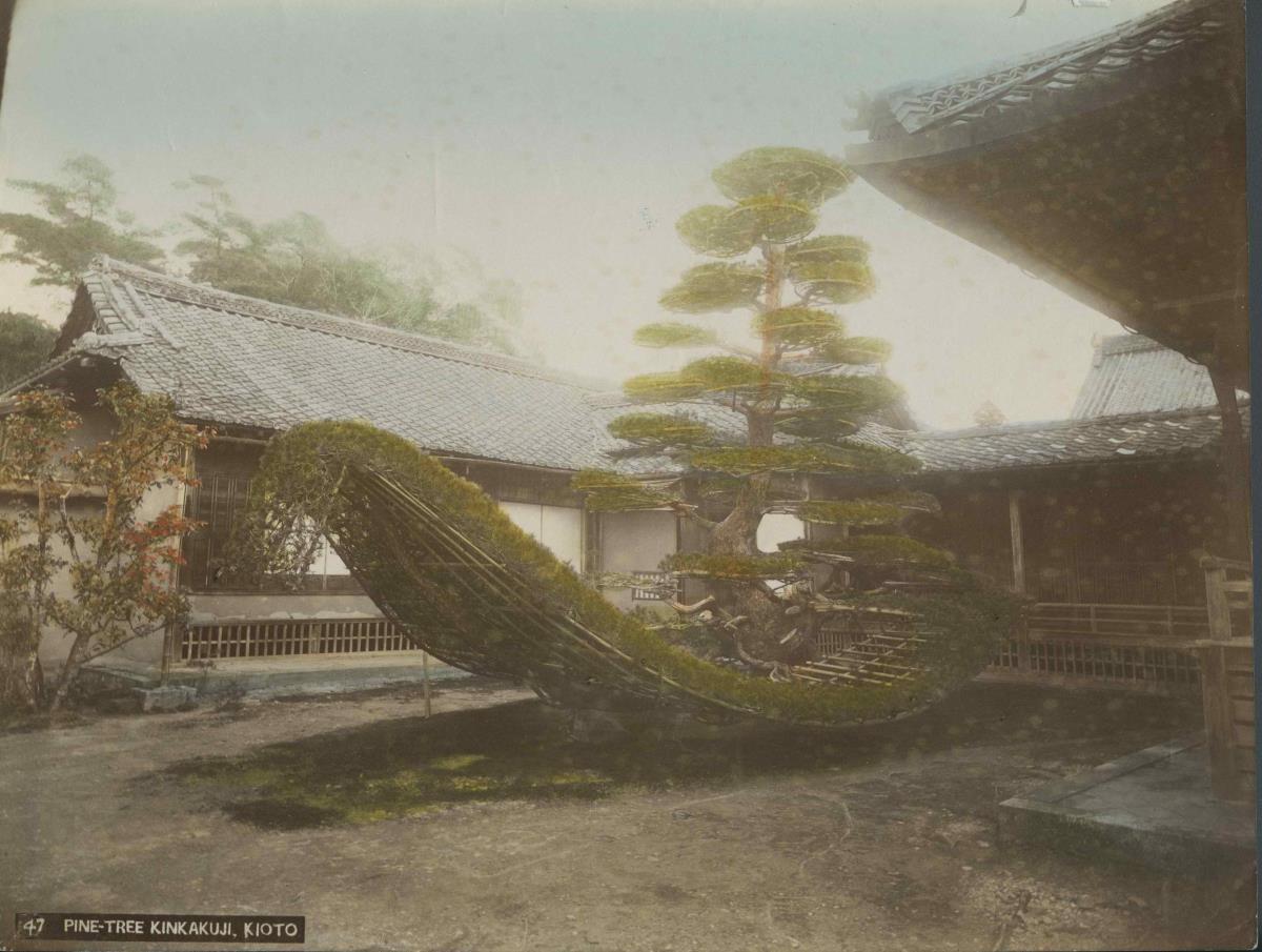 Pinienbaum (Kieferschiff)  im 金閣寺 Kinkakuji, Kyoto